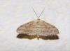 Idaea seriata